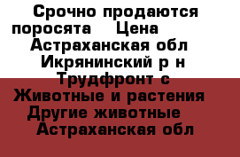 Срочно продаются поросята  › Цена ­ 3 500 - Астраханская обл., Икрянинский р-н, Трудфронт с. Животные и растения » Другие животные   . Астраханская обл.